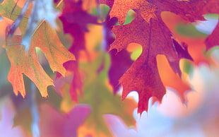 selective focus of pink maple leaves during day time